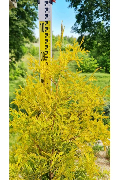 Туя західна Єллоу Ріббон - 5л/вис.80-100см/Ø30-35см